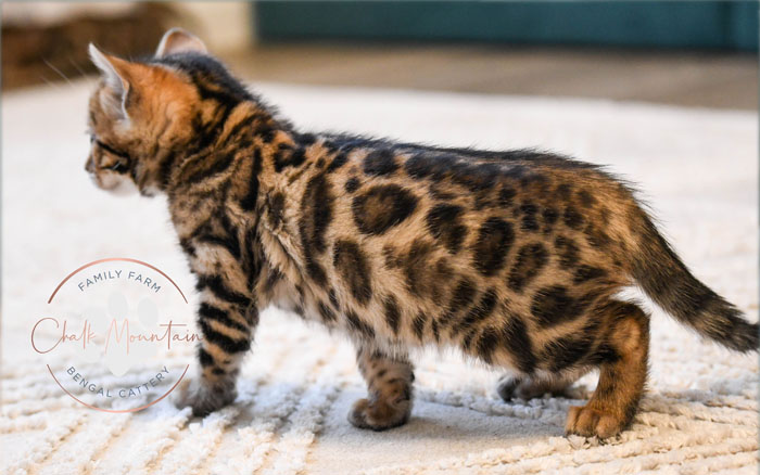 Bengal kitten for sale